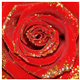glittered_red_rose