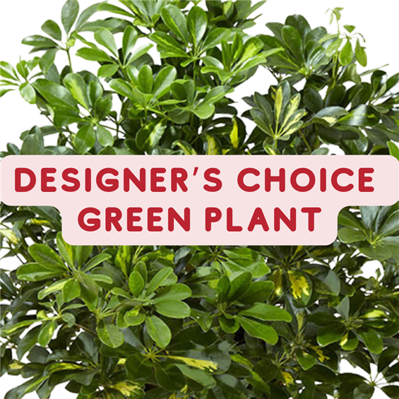 Designers_Choice_Green_Plant