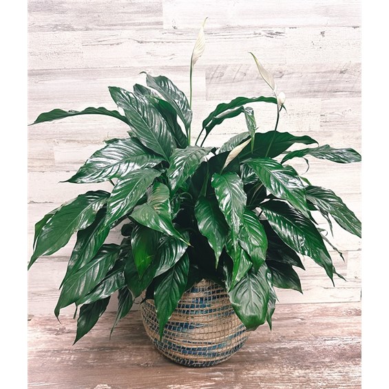 GP-428-8Spath-2710930